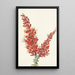 Ocotillo Fouquieria splendens - Mary Vaux Walcott — indrammet kunstværk på væggen