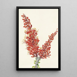 Mary Vaux Walcott - Ocotillo Fouquieria splendens.webp