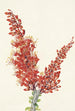 Ocotillo Fouquieria splendens - Mary Vaux Walcott — visning af kunstværket