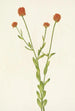 Polygale orange Polygala lutea - Mary Vaux Walcott — visning af kunstværket