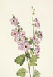 Mauve globe med orange øje Sphaeralcea davidsonii - Mary Vaux Walcott — visning af kunstværket