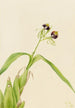 Orchidée Epidendrum cochleatum - Mary Vaux Walcott — visning af kunstværket