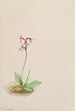 Orchis Orchis rotundifolia - Mary Vaux Walcott — visning af kunstværket