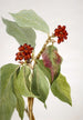 Cornus nuttallii 2 - Mary Vaux Walcott — visning af kunstværket
