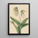 Sabot de la Vierge pâle Cypripedium acaule - Mary Vaux Walcott — indrammet kunstværk på væggen