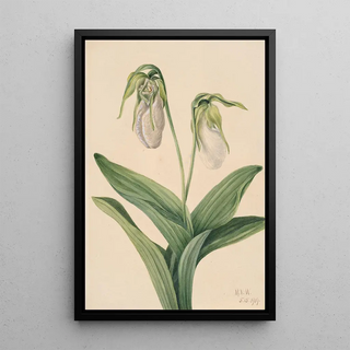 Mary Vaux Walcott - Pale Ladys Slipper Cypridedium acaule.webp