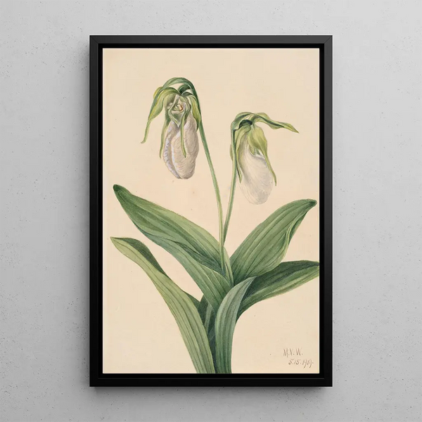 Mary Vaux Walcott - Pale Ladys Slipper Cypridedium acaule.webp
