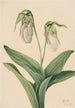 Sabot de la Vierge pâle Cypripedium acaule - Mary Vaux Walcott — visning af kunstværket