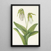 Sabot de la Vierge pâle Cypripedium acaule - Mary Vaux Walcott — indrammet kunstværk på væggen