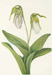 Sabot de la Vierge pâle Cypripedium acaule - Mary Vaux Walcott — visning af kunstværket