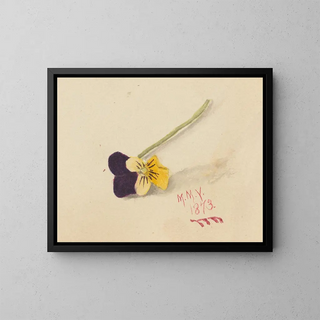 Mary Vaux Walcott - Pansy.webp
