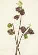 Asiminier trilobé Asimina triloba - Mary Vaux Walcott — visning af kunstværket