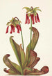 Sarracénie papegøje Sarracenia psittacina - Mary Vaux Walcott — visning af kunstværket