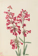 Penstémon de Parry Penstemon parryi - Mary Vaux Walcott — visning af kunstværket