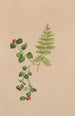 Mitchella rampante Mitchella repens - Mary Vaux Walcott — visning af kunstværket