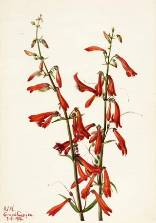 Mary Vaux Walcott - Pentstemon Pentstemon barbatus.webp