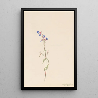 Mary Vaux Walcott - Pentstemon Pentstemon procerus.webp