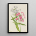 Phlox vivace Phlox paniculata - Mary Vaux Walcott — indrammet kunstværk på væggen