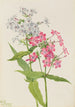 Phlox vivace Phlox paniculata - Mary Vaux Walcott — visning af kunstværket