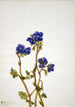 Parry Phacelia-maleri af Mary Vaux Walcott — visning af kunstværket