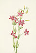Centaurée rose Centaurium venustum - Mary Vaux Walcott — visning af kunstværket