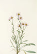 Vergerette rose Erigeron caespitosus - Mary Vaux Walcott — visning af kunstværket