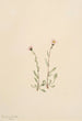 Vergerette rose Erigeron jucundus - Mary Vaux Walcott — visning af kunstværket