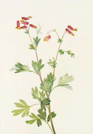 Mary Vaux Walcott - Pink Fumeroot Capnoides sempervirens.webp