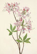 Azalée à coquille rose Azalea vaseyi - Mary Vaux Walcott — visning af kunstværket