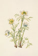 Fleur d'anémone plume Pulsatilla occidentalis - Mary Vaux Walcott — visning af kunstværket