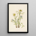 Fleur d'anémone plume Pulsatilla occidentalis - Mary Vaux Walcott — indrammet kunstværk på væggen