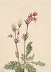 Fumée des prairies Sieversia ciliata - Mary Vaux Walcott — visning af kunstværket