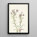 Aster des prairies Aster campestris - Mary Vaux Walcott — indrammet kunstværk på væggen