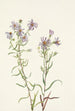 Aster des prairies Aster campestris - Mary Vaux Walcott — visning af kunstværket