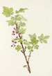 Fleur de groseille épineuse Ribes lacustre - Mary Vaux Walcott — visning af kunstværket