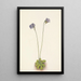 Grassette violette Pinguicula elatior - Mary Vaux Walcott — indrammet kunstværk på væggen