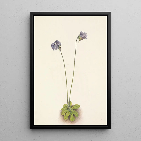 Mary Vaux Walcott - Purple Butterwort Pinguicula elatior.webp