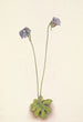 Grassette violette Pinguicula elatior - Mary Vaux Walcott — visning af kunstværket
