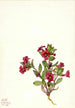 Mimule violette Mimulus bigelovii - Mary Vaux Walcott — visning af kunstværket