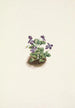 Violette des montagnes violette Viola adunca - Mary Vaux Walcott — visning af kunstværket