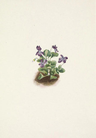Mary Vaux Walcott - Purple Mountain Violet Viola adunca.webp