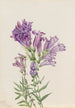Pentstemon violet Pentstemon lyallii - Mary Vaux Walcott — visning af kunstværket
