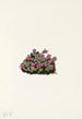 Saxifrage pourpre Saxifraga oppositifolia - Mary Vaux Walcott — visning af kunstværket