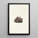 Saxifrage pourpre Saxifraga oppositifolia - Mary Vaux Walcott — indrammet kunstværk på væggen