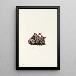 Mary Vaux Walcott - Purple Saxifrage Saxifraga oppositifolia.webp