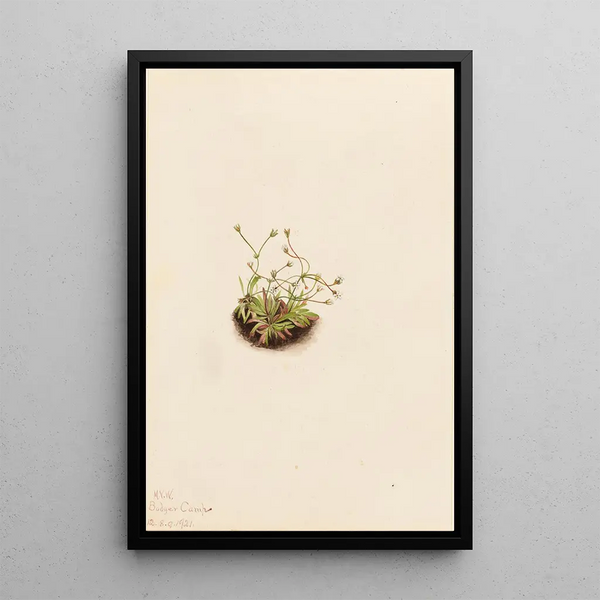 Mary Vaux Walcott - Pygmy Androsace Androsace subumbellata.webp