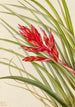 Tillandsia fasciculée - Mary Vaux Walcott — visning af kunstværket