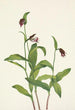 Sabot de bélier - Mary Vaux Walcott — visning af kunstværket