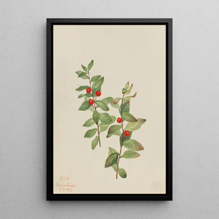 Mary Vaux Walcott - Red Comandra Comandra livida.webp