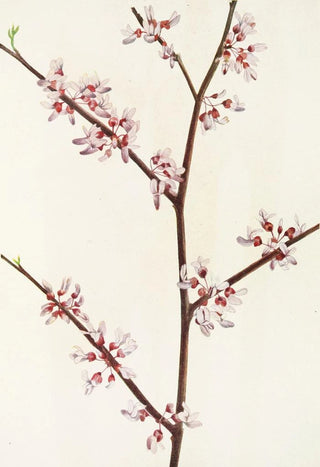Mary Vaux Walcott - Redbud Cercis canadensis.webp